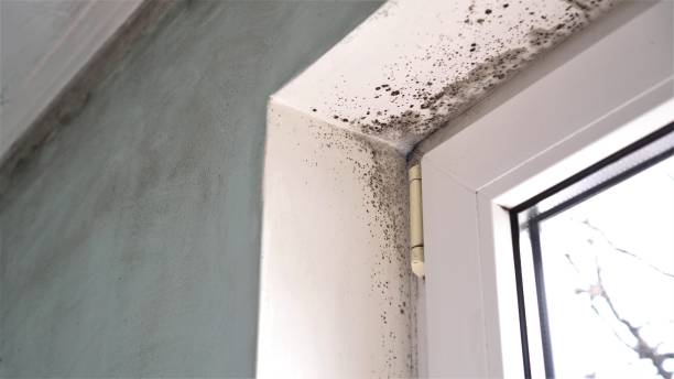 Osceola, WI Mold Removal Company