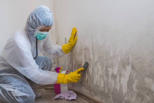 Best Emergency Mold Removal  in Osceola, WI