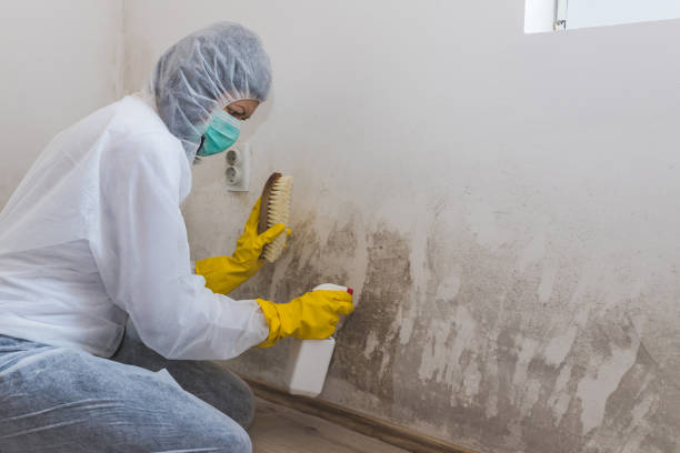 Mold Removal Process in Osceola, WI