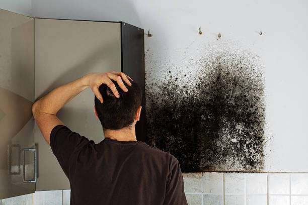 Best Mold Damage Repair  in Osceola, WI