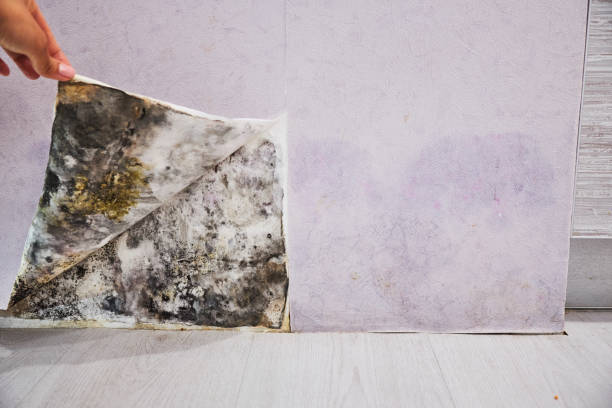 Best Best Mold Removal Companies  in Osceola, WI